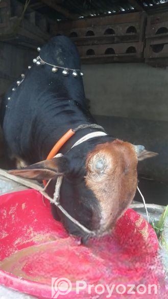 গরু বিঞি হবে বিস্তারিত নিচে দেখুন