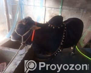 fitted-85_2026-04-21_12-57-59