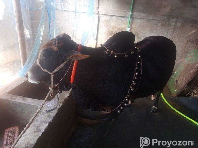 গরু বিঞি হবে বিস্তারিত নিচে দেখুন