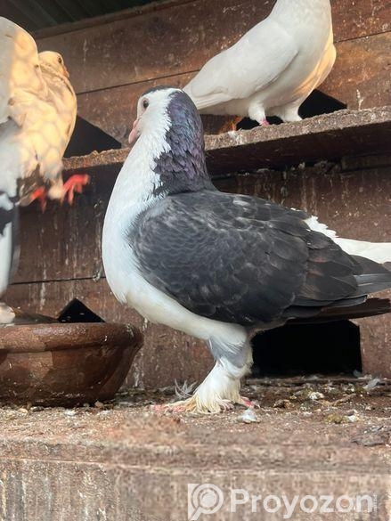 সিরাজি নর সিংগেল Adult