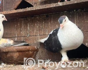 fitted-87_2026-04-21_13-04-53