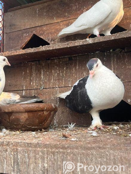 সিরাজি নর সিংগেল Adult