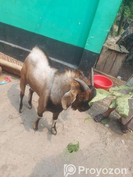 ছাগল কেজি বা পিস হিসেবে বিক্রি হবে