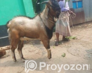 fitted-89_2026-04-21_13-08-52