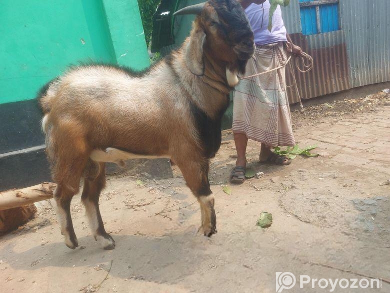 ছাগল কেজি বা পিস হিসেবে বিক্রি হবে