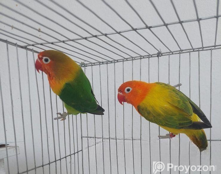 Love Bird, লাভ বার্ড