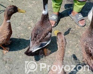 fitted-8_2026-04-19_13-46-42