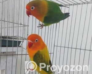 fitted-9_2026-04-14_11-01-43