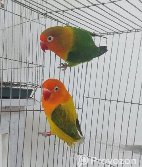 Love Bird, লাভ বার্ড