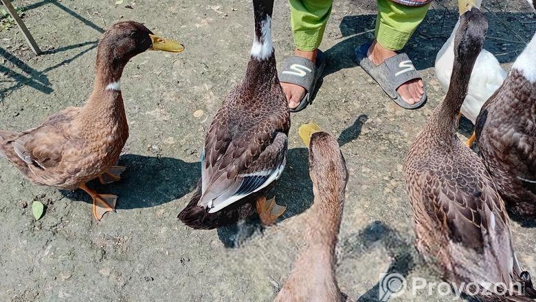 6 পিস হাস বিক্রি হবে