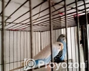 fitted-9_2026-04-20_11-58-55