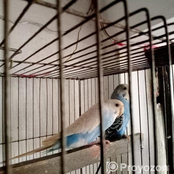 এক জোরা বাজুরিকা পাখি