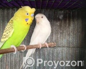 fitted_2026-04-08_13-38-01