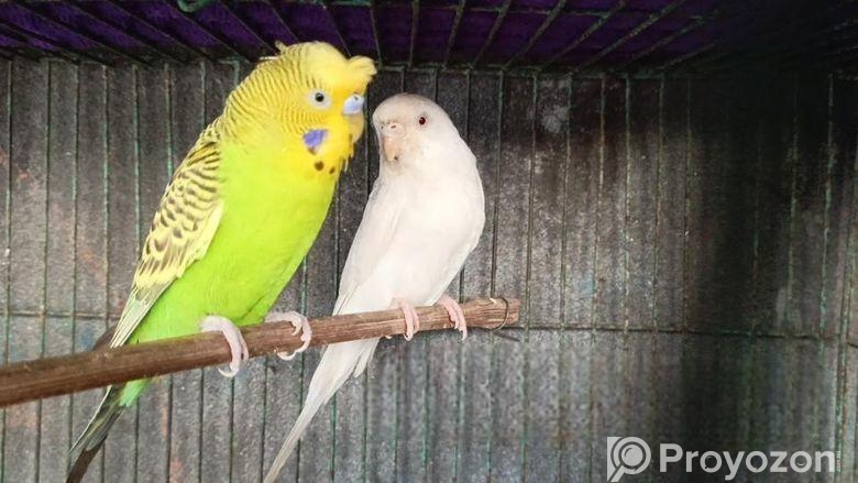 রানিং পাখি বিক্রি হবে