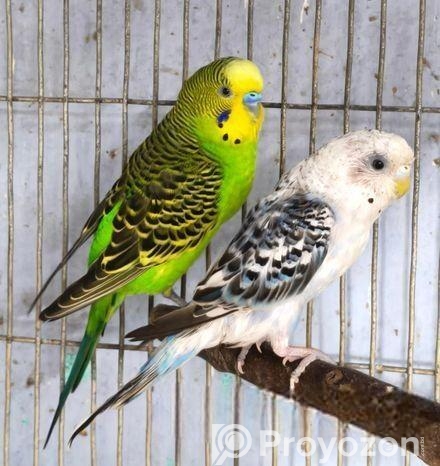 বাজরিগার পাখি