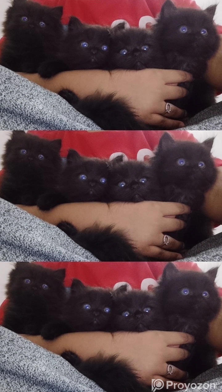 Pure persian