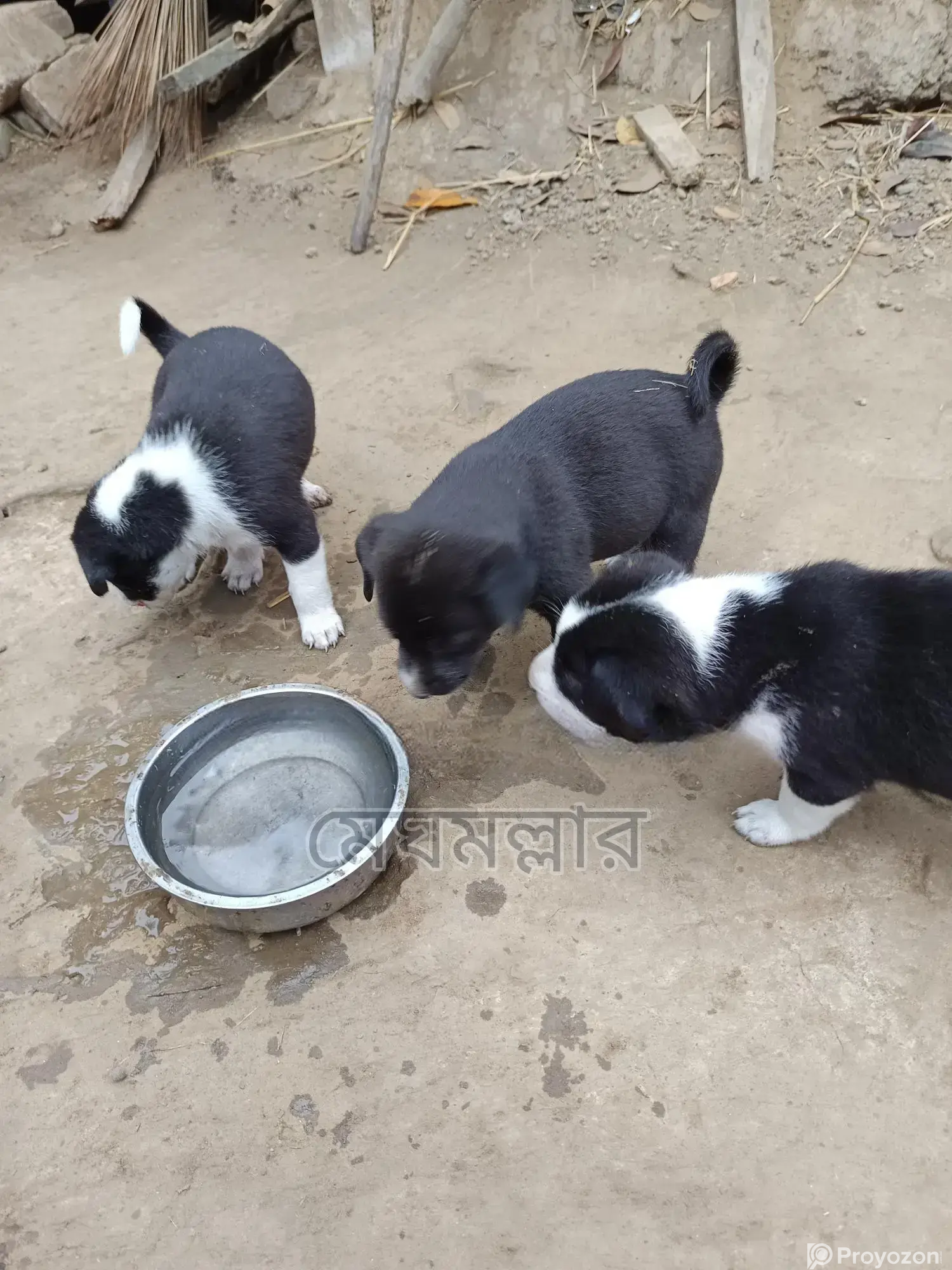 মিক্স ব্রিড ল্যাবারেডর