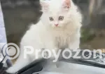 1-3 Months Male Purebred Persian