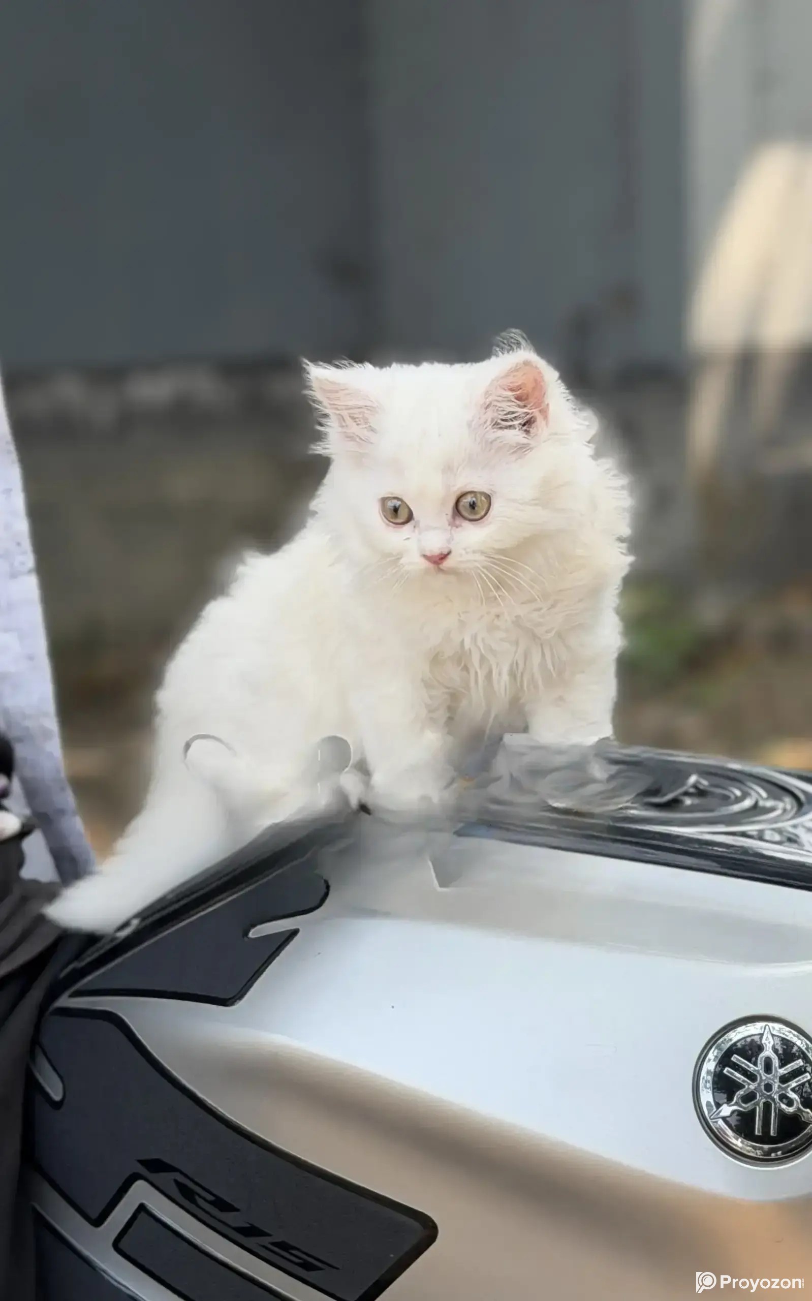 1-3 Months Male Purebred Persian