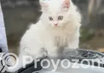 White Original Persian Cat