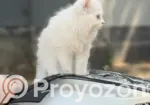 1-3 Months Male Purebred Persian