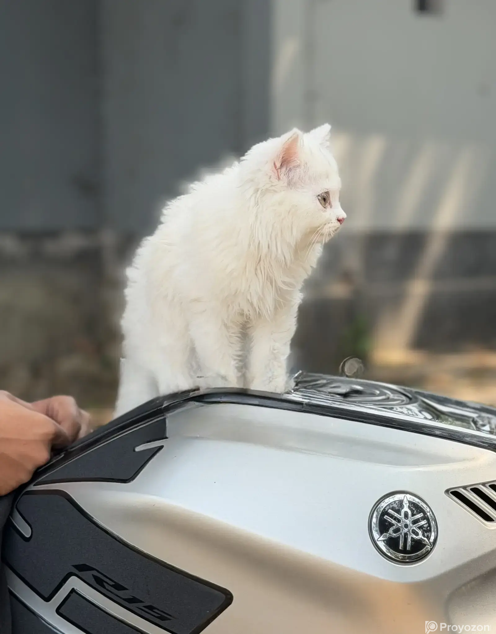 White Original Persian Cat