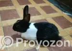 3 Beautiful Male and Female Rabbits