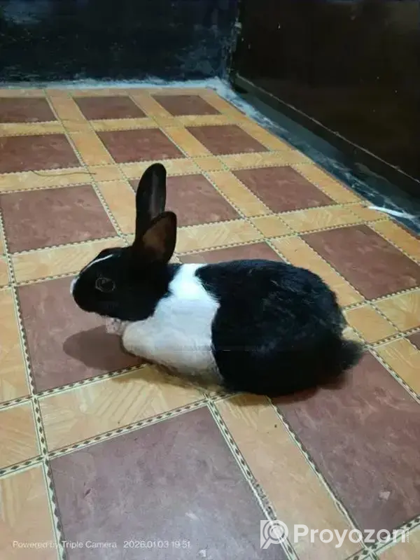 3 Beautiful Male and Female Rabbits