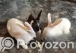 3 Beautiful Male and Female Rabbits