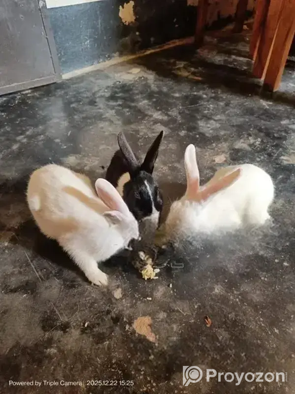 3 Beautiful Male and Female Rabbits