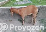 এই খাশি বিক্রয় হবে