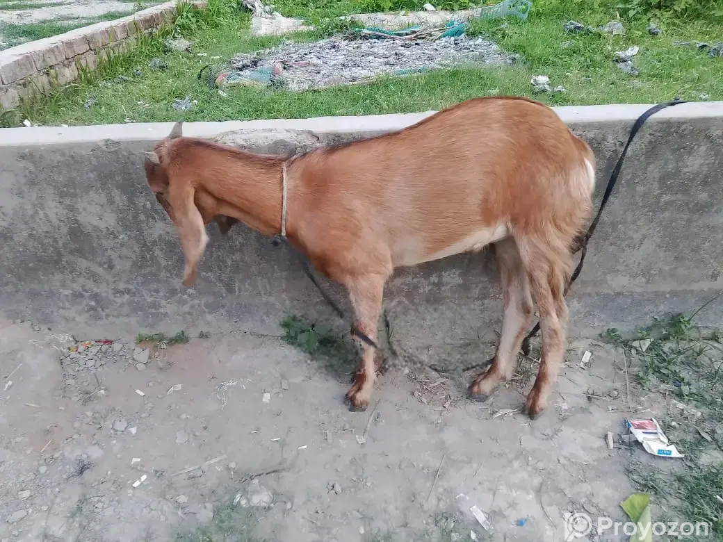 এই খাশি বিক্রয় হবে