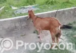 এই খাশি বিক্রয় হবে
