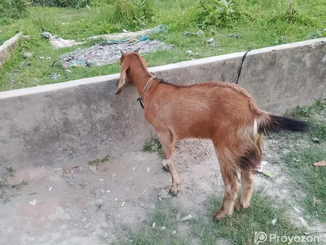এই খাশি বিক্রয় হবে