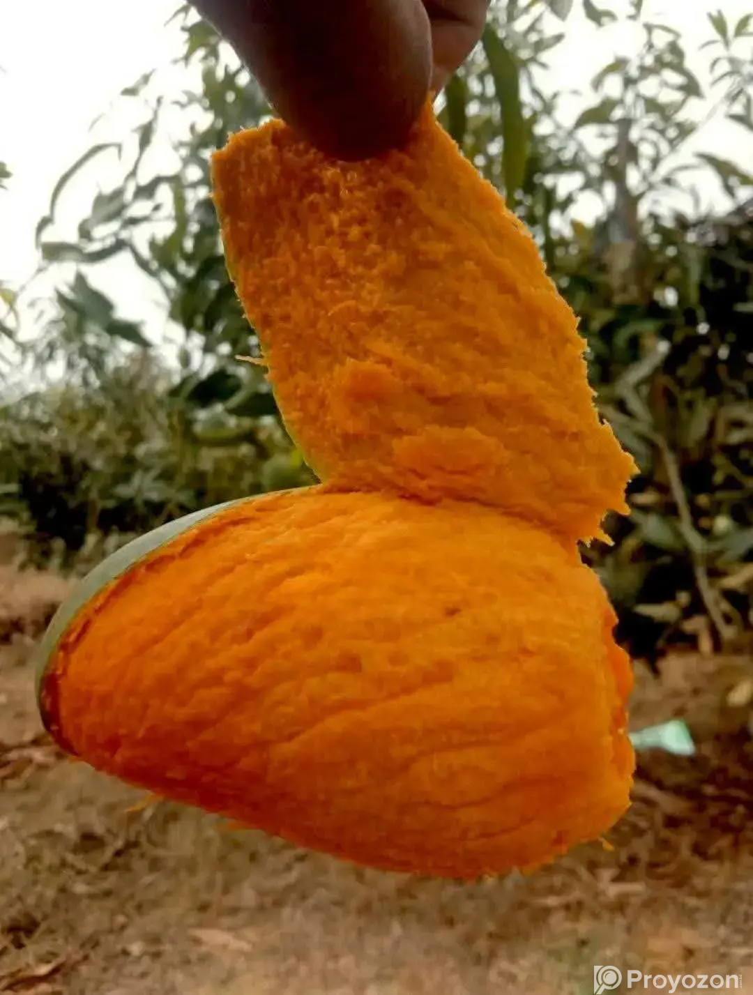 সাতক্ষীরার গোপালভোগ আম