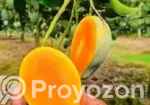 সাতক্ষীরার গোপালভোগ আম