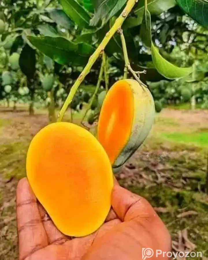 সাতক্ষীরার গোপালভোগ আম