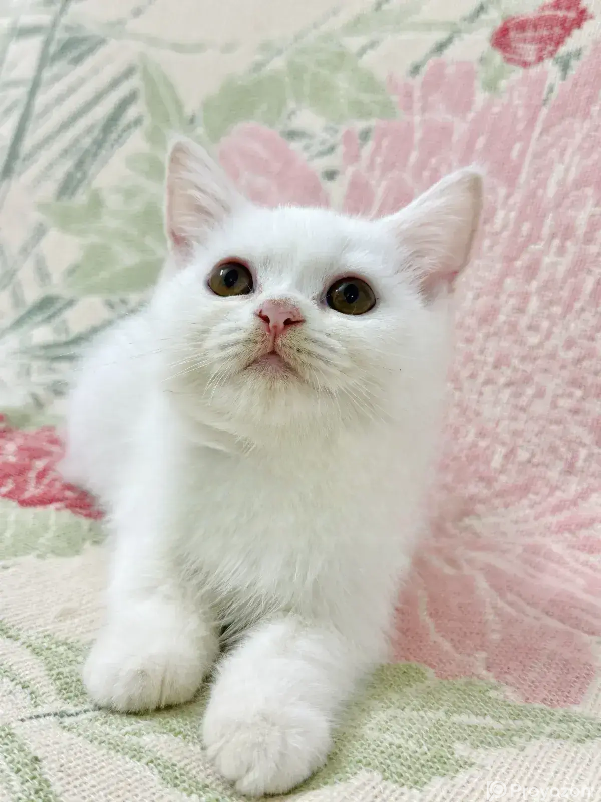 1-3 months Male Purebred Persian