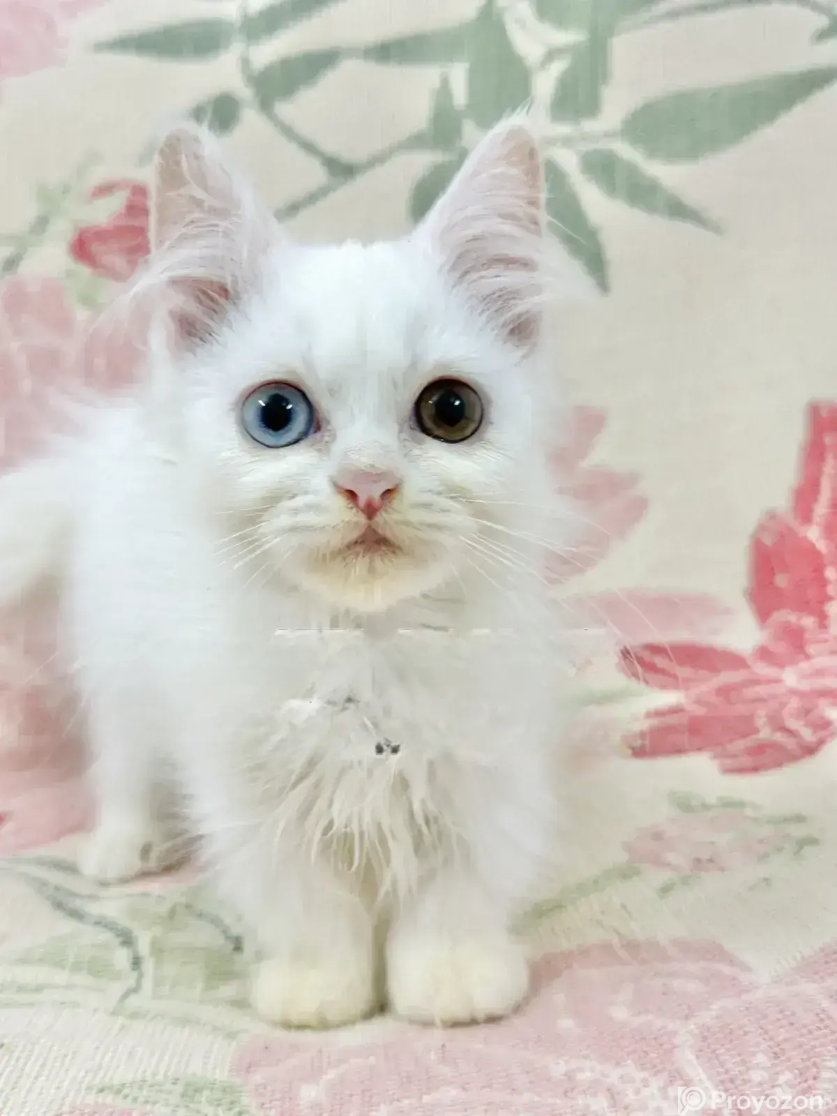 1-3 months Male Purebred Persian