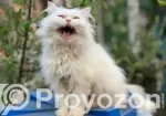 6-12 Months Male Purebred Persian