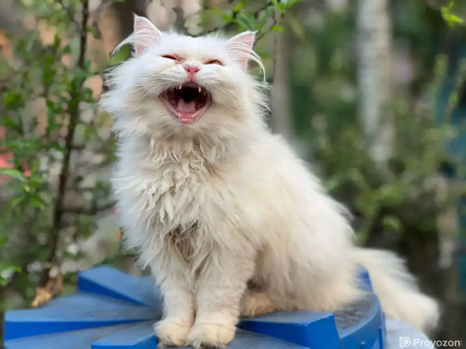 6-12 Months Male Purebred Persian