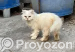 6-12 Months Male Purebred Persian