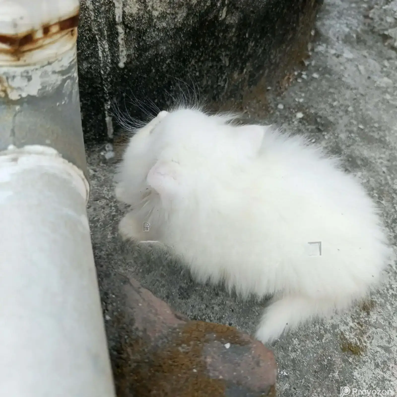 3-6 Months Female Purebred Persian