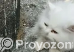 3-6 Months Female Purebred Persian