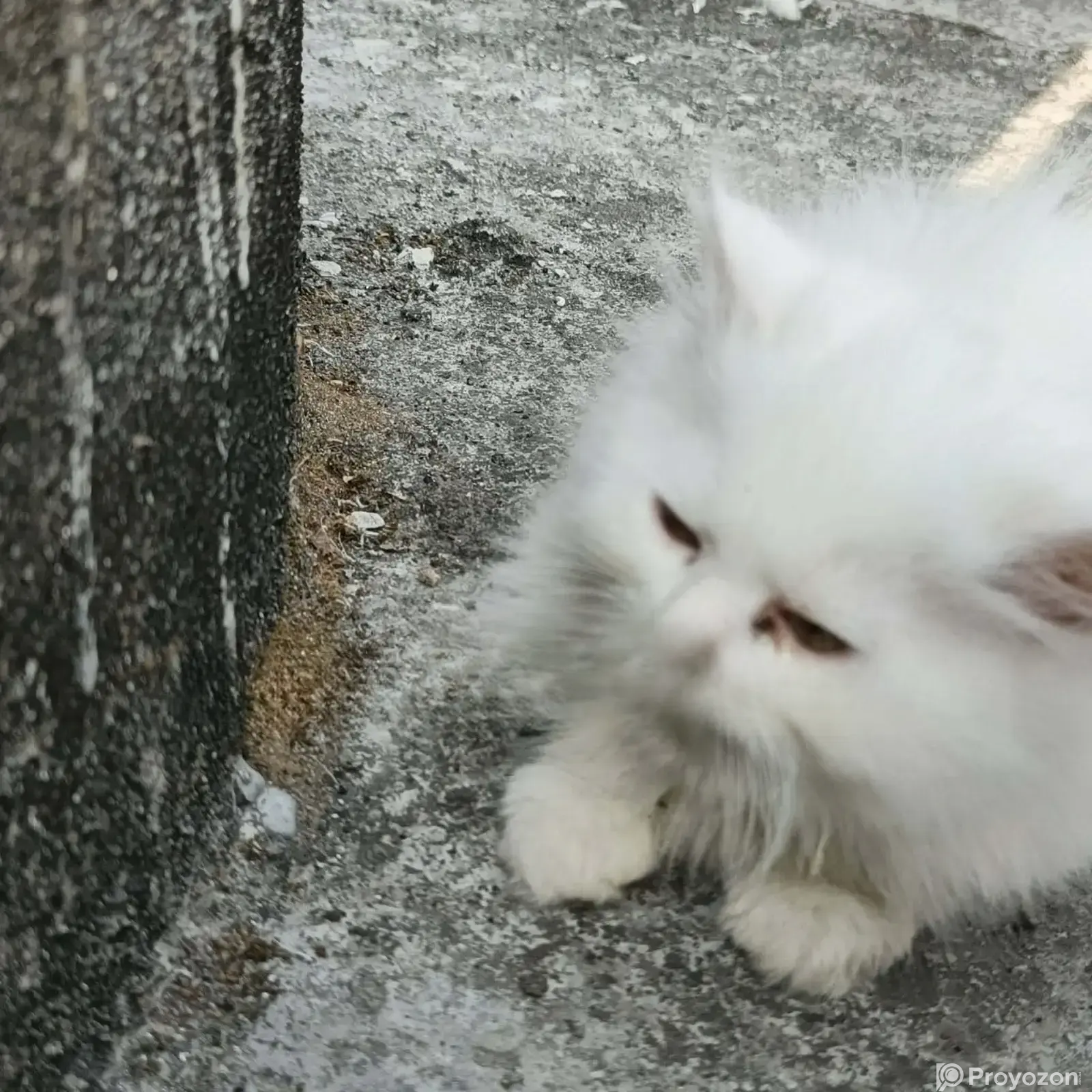 3-6 Months Female Purebred Persian