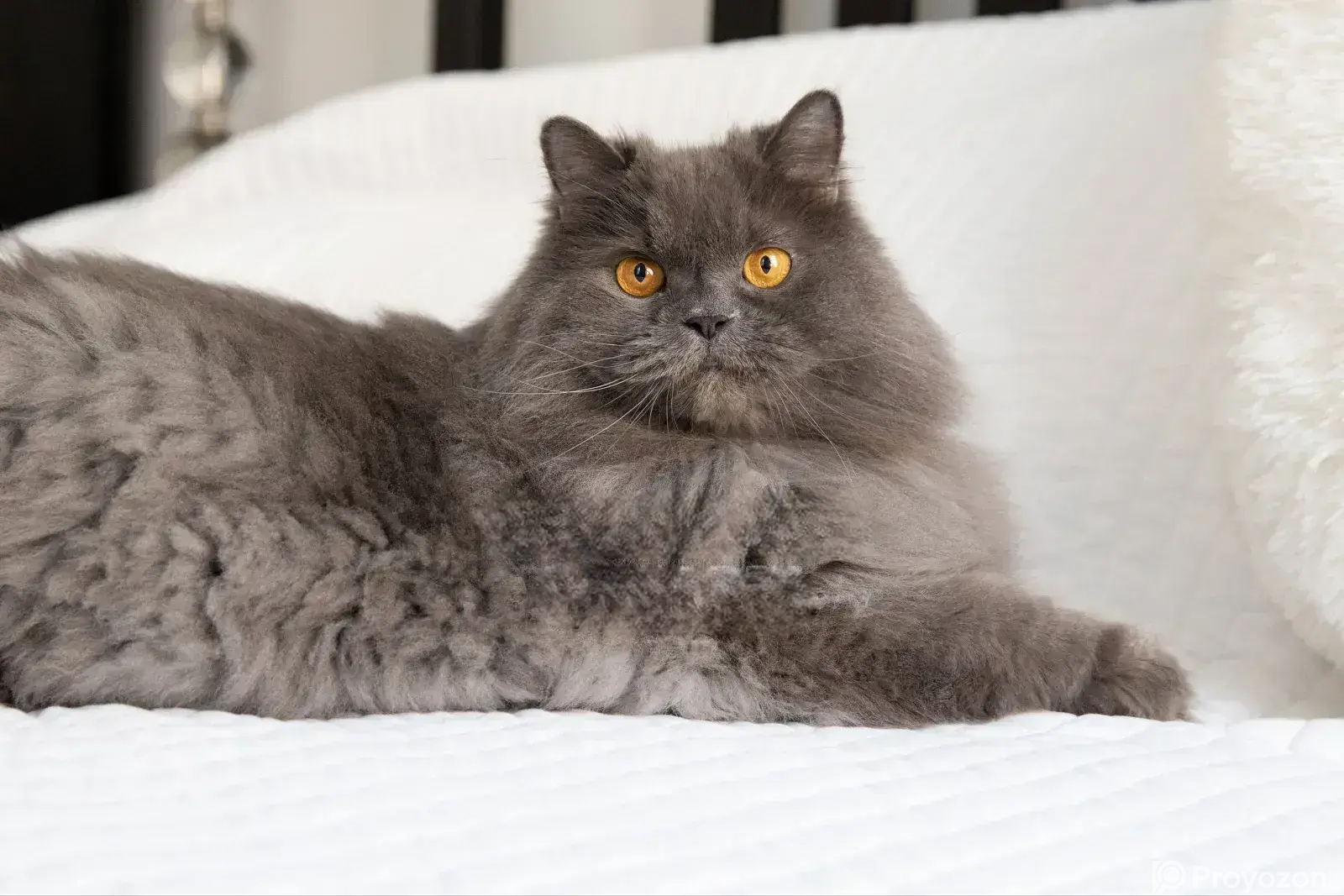3-6 months Male Purebred Persian