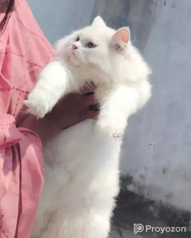 Persian Cat