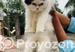 Persian Cat