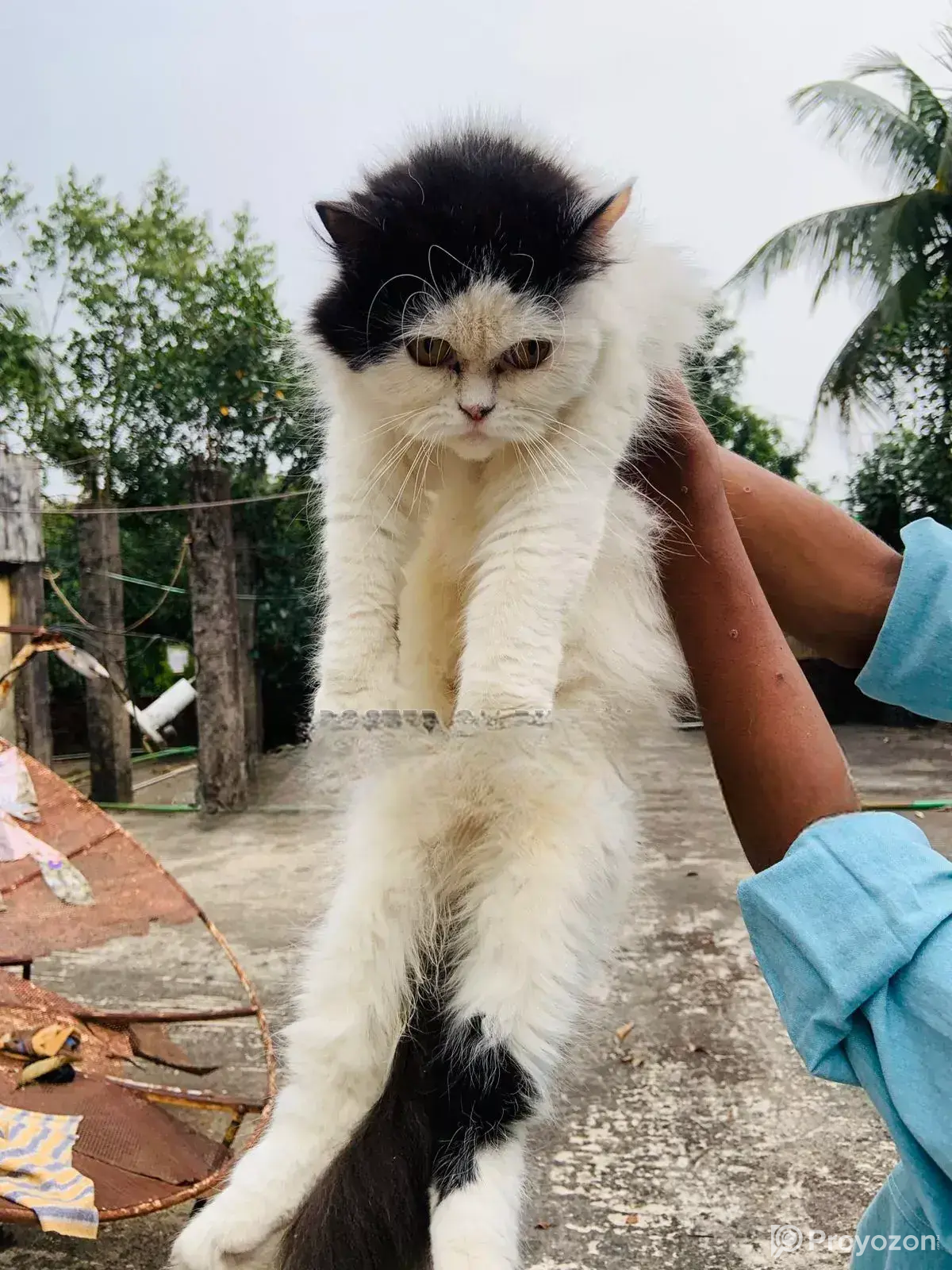Persian Cat