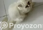 1-3 Months Female Purebred Persian
